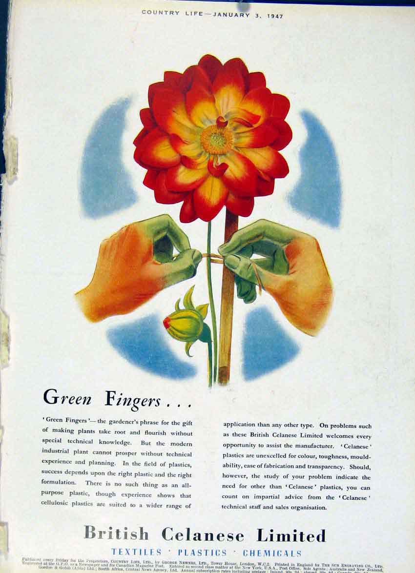 Original Old Vintage Print British Celanese Advert Green Fingers 1947 20th