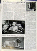 Original Old Vintage Print Plea For Big Dogs 1947 Country Lif 20th Century