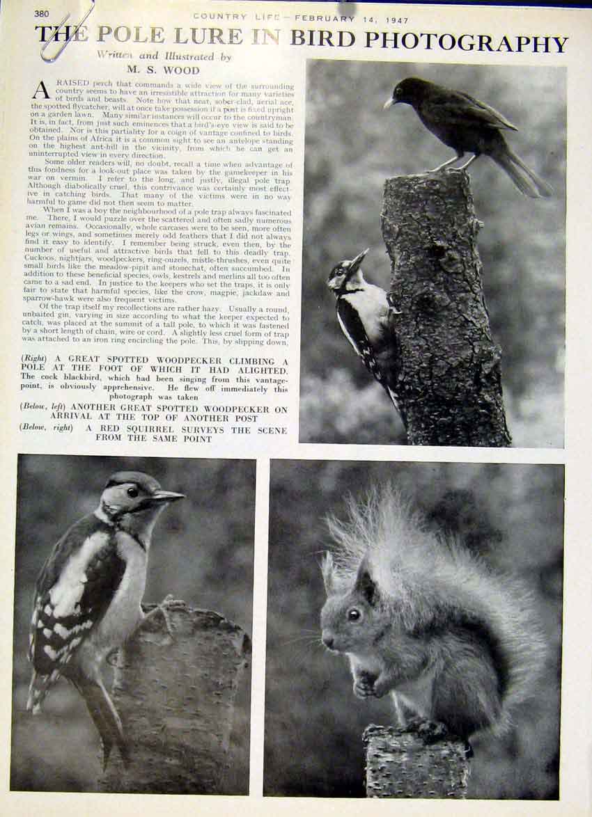 Original Old Vintage Print The Pole Lure In Bird Photography By Wood 1947 20th