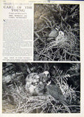 Original Old Vintage Print Care Young Hobby Hawks 1947 Birds 20th Century